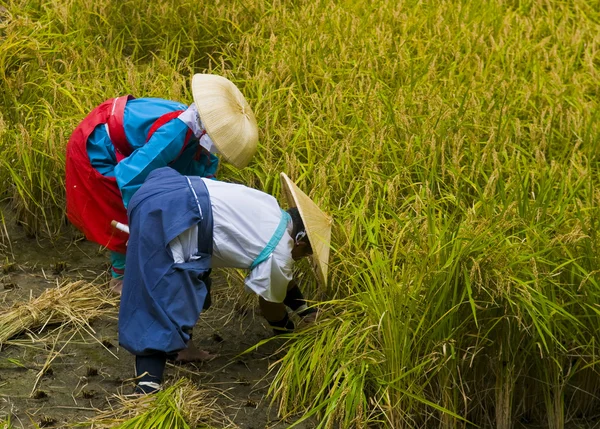 stock image Rice harvest ceremony