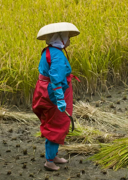 stock image Rice harvest ceremony