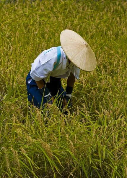Cerimónia de colheita de arroz — Fotografia de Stock