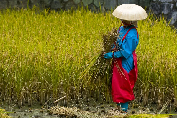 Cerimónia de colheita de arroz — Fotografia de Stock