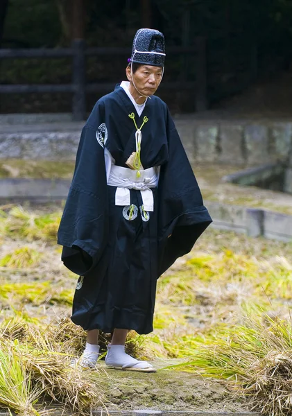Церемонія врожаю рису — стокове фото