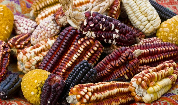 Kukurydza na rynku — Zdjęcie stockowe