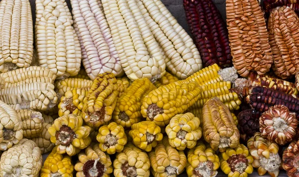 stock image Corn in market