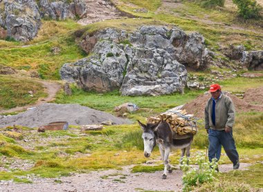 eşek: peru