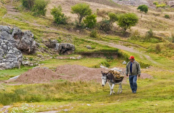 Осёл в Перу — стоковое фото