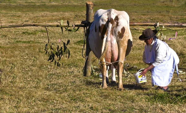 Peru cow milking — Stock Photo, Image