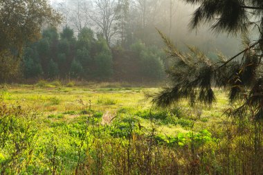 Fog on the forest