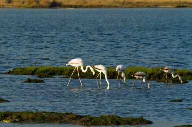 Flamingos in the river