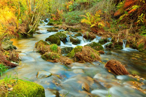 stock image River Forest