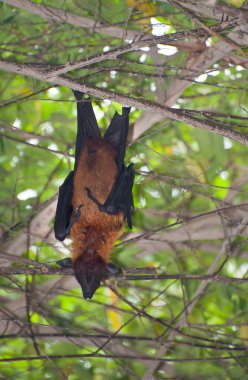 Bat in a tree clipart