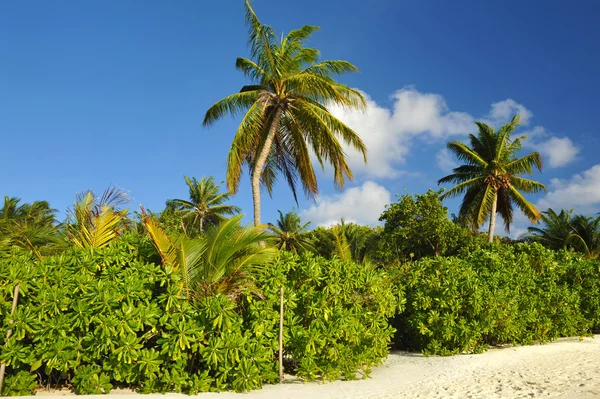 Crescimento da praia coqueiros — Fotografia de Stock