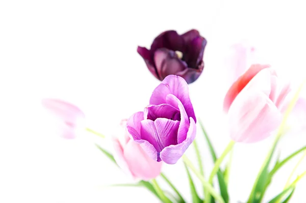 Tulips — Stock Photo, Image