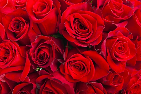 Roses background — Stock Photo, Image