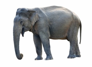 Old Elephant clipart