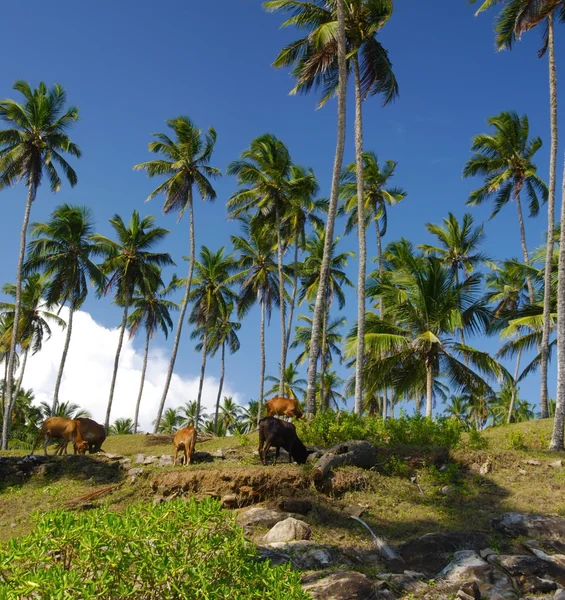 Cows under the palms — Stock Photo, Image
