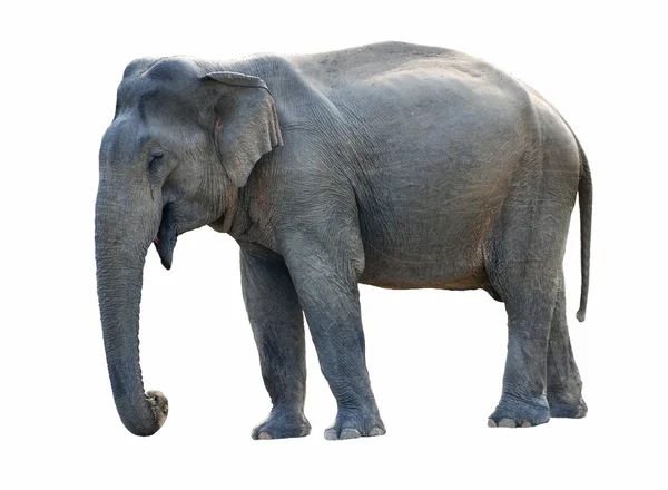 Oude olifant — Stockfoto