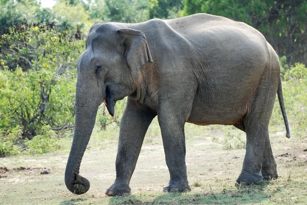 Elefante velho — Fotografia de Stock