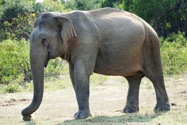 Elefante viejo — Foto de Stock