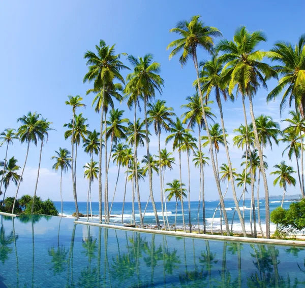 stock image Tropical palms