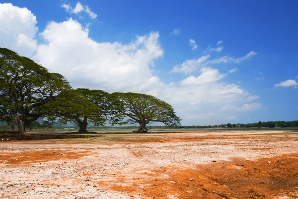 Árbol de acacia en el desierto —  Fotos de Stock