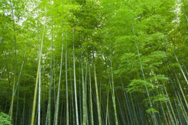 Bamboo forest clipart