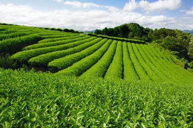 Tea plantation clipart