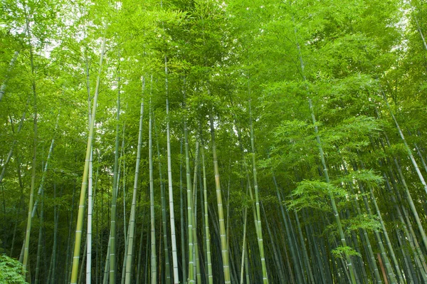 Bambusové lesy — Stock fotografie