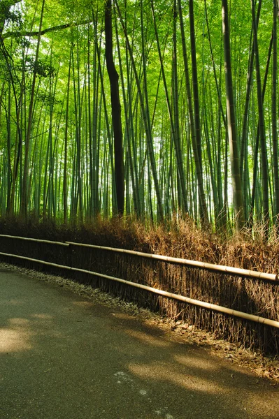 Бамбук grove — стокове фото