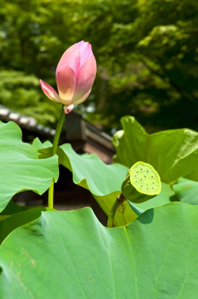 Lotus frukt — Stockfoto