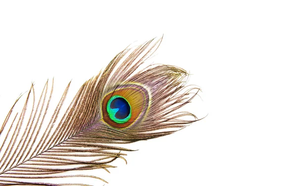 Páva feather részletesen — Stock Fotó