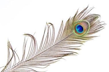 Peacock feather detail clipart