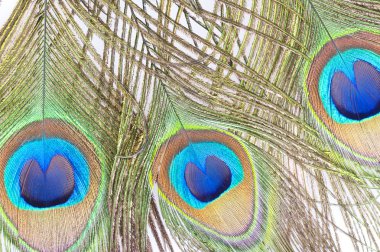 Peacock feather detail clipart