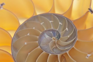 Nautilus shell clipart