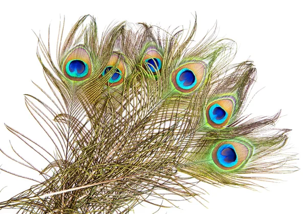 Peacock feathers — Stock Photo, Image