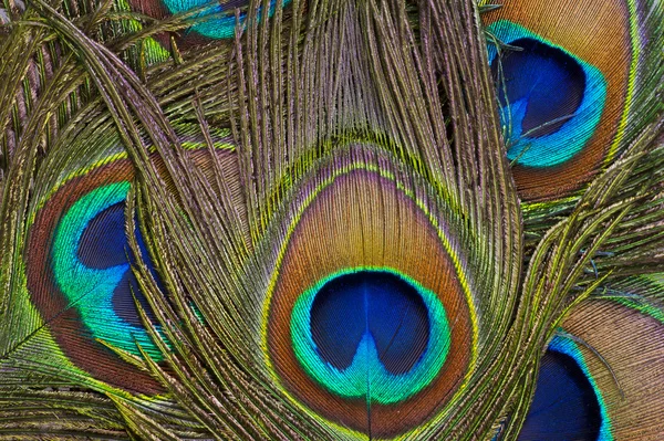 Piume di pavone — Foto Stock