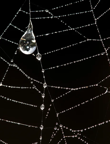 stock image Necklace