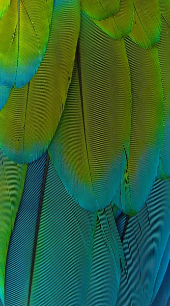 コンゴウインコの羽 — ストック写真
