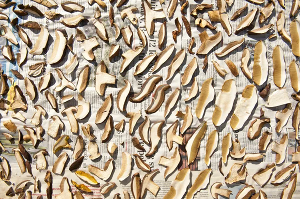 Gedroogde champignons — Stockfoto
