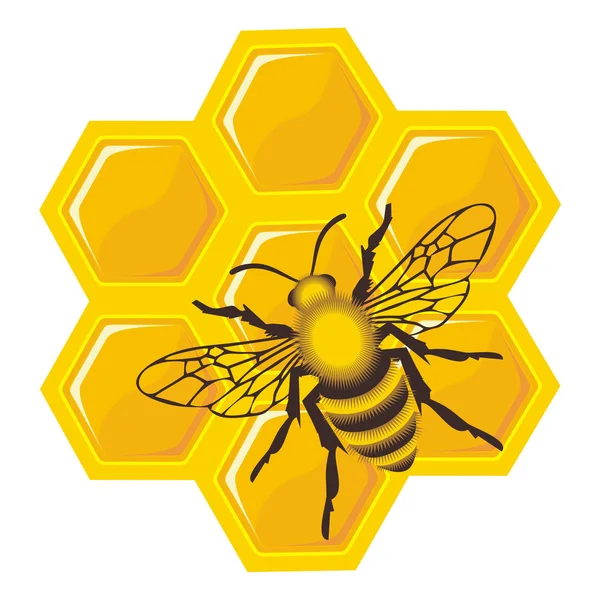 Пчела на медовых клетках — стоковое фото