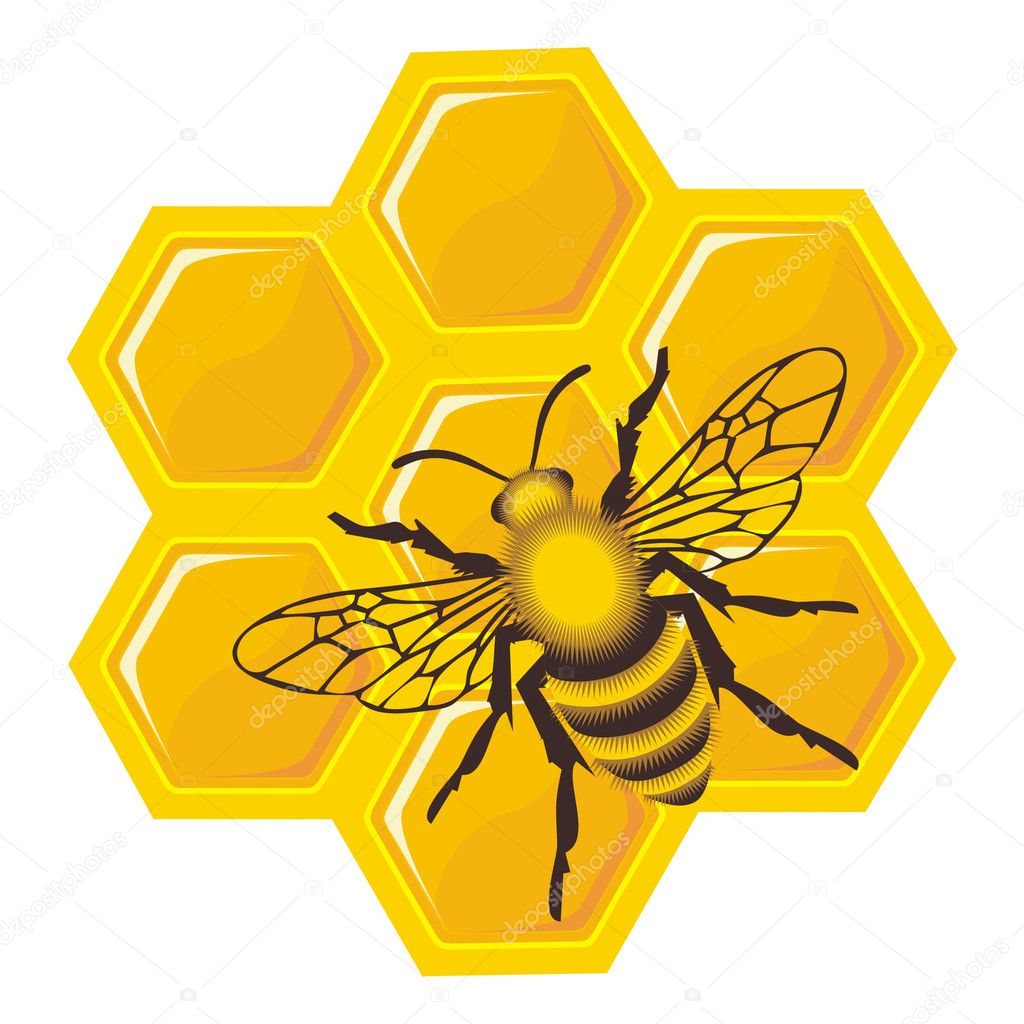 Bee on honey cells