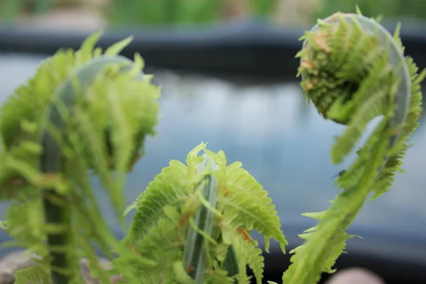 绿色蕨类植物 — 图库照片