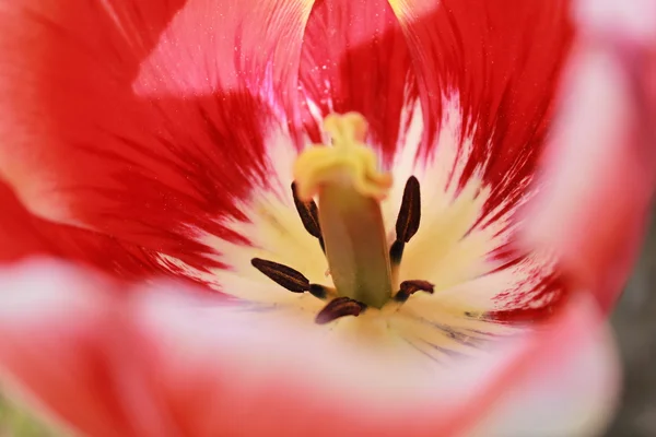 Flower tulip — Stock Photo, Image