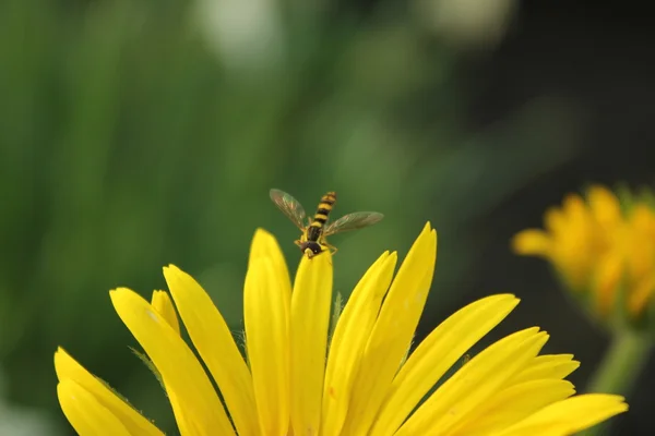 Blume und Fliege — Stockfoto
