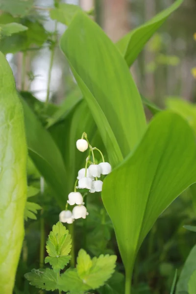 Lily-av-den-dalen lily — Stockfoto