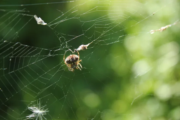 stock image Spider