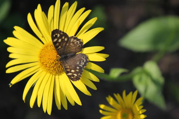 stock image Butterfly