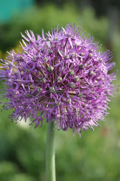 Flowers garlic — Stock Photo, Image