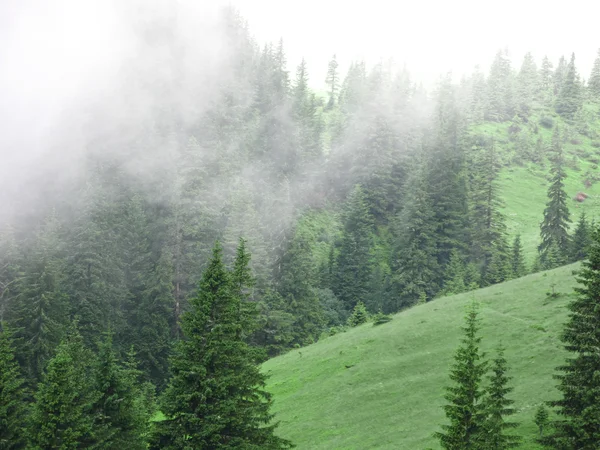 Nebbia sulla collina — Foto Stock