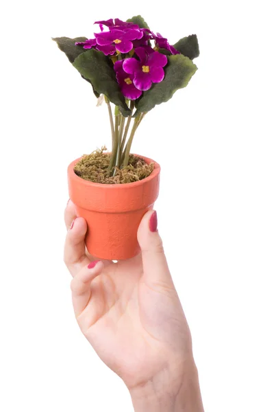 La donna tiene un fiore in un vaso — Foto Stock