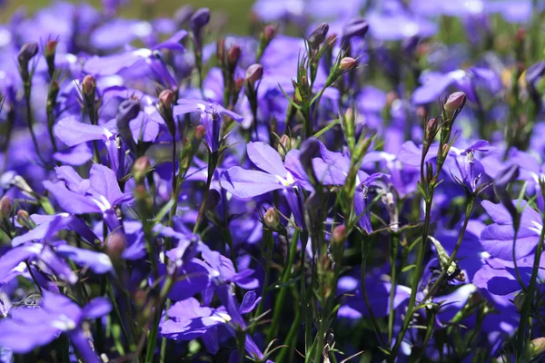 Nahaufnahme von lila, violetten Blüten — Stockfoto